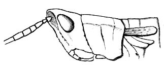 Phlaeobida angustipennis (Bolívar, 1902): Fig. 30. female, anterior portion of body (pronotum length 4.5 mm, tegmina 3.5 mm). (Otu).