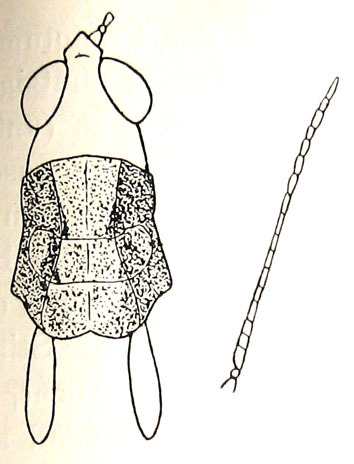 Phlaeobida sumbawae Ramme, 1941: Fig. 7. male head, pronotum, tegmina and antennae (dorsal view). (Otu).