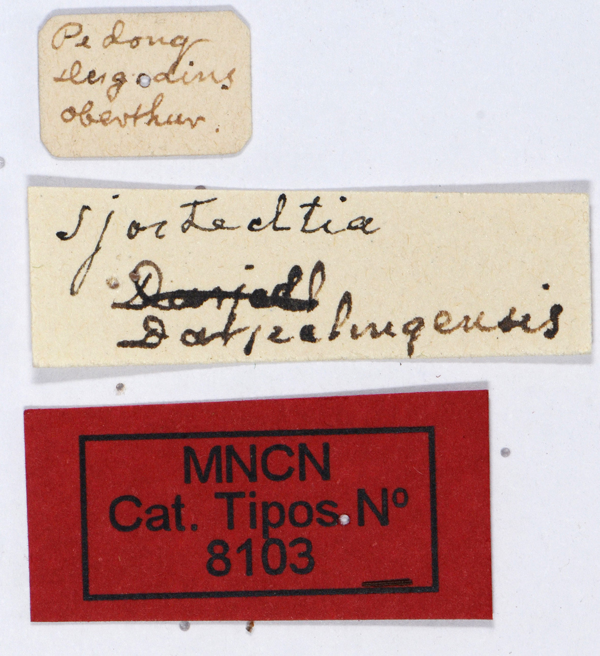 CollectionObject 1535819; 375b38ce-87ff-402a-9988-464e0947d195: labels (syntype). (CollectionObject).