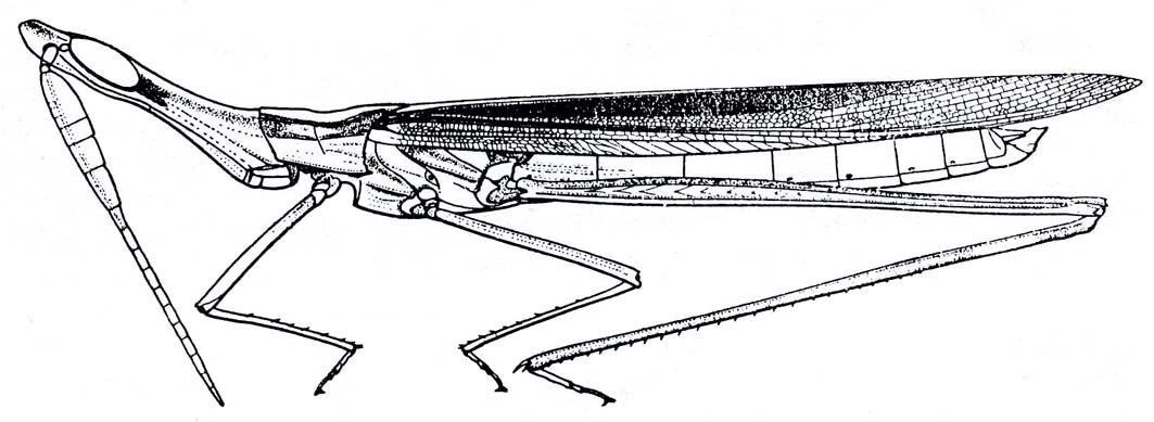 Truxalis grandis Klug, 1830: Fig. 69.1. male habitus. (Otu).