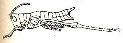 Acteana alazonica Karsch, 1896: Fig. 7. female. (Otu).