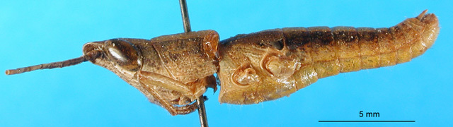 CollectionObject 1501311; f639af75-22a4-49dc-9cfd-44bdb0697f8b: male, lateral view (holotype). (CollectionObject).