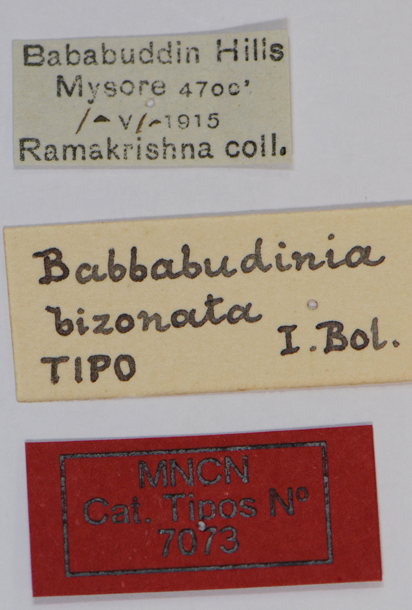CollectionObject 1535716; ce0d3f32-55ce-4404-bb3c-03871351a658: labels (holotype). (CollectionObject).