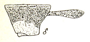 Calliphlaeoba celebensis Ramme, 1941: Fig. 6. male pronotum and tegmen, lateral view. (Otu).