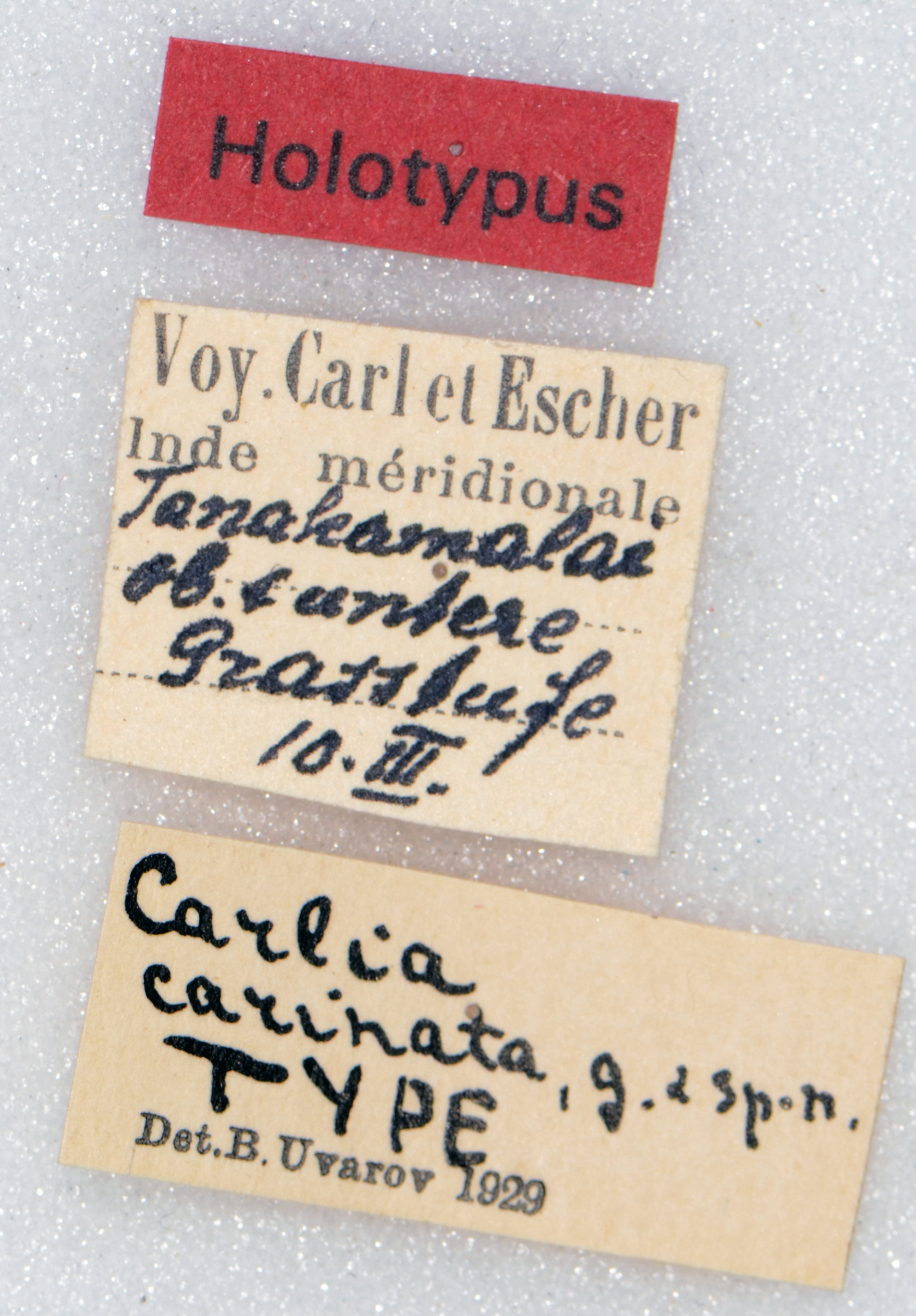 CollectionObject 1506302; 3ee14418-b204-4c70-b124-fa575495af99: labels (holotype). (CollectionObject).