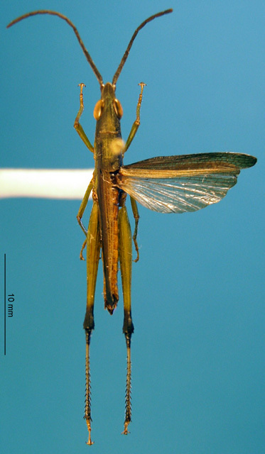 CollectionObject 1521406; 4d828933-95e2-4ecc-b918-07d1c33afad4: male, dorsal view, holotype. (CollectionObject).