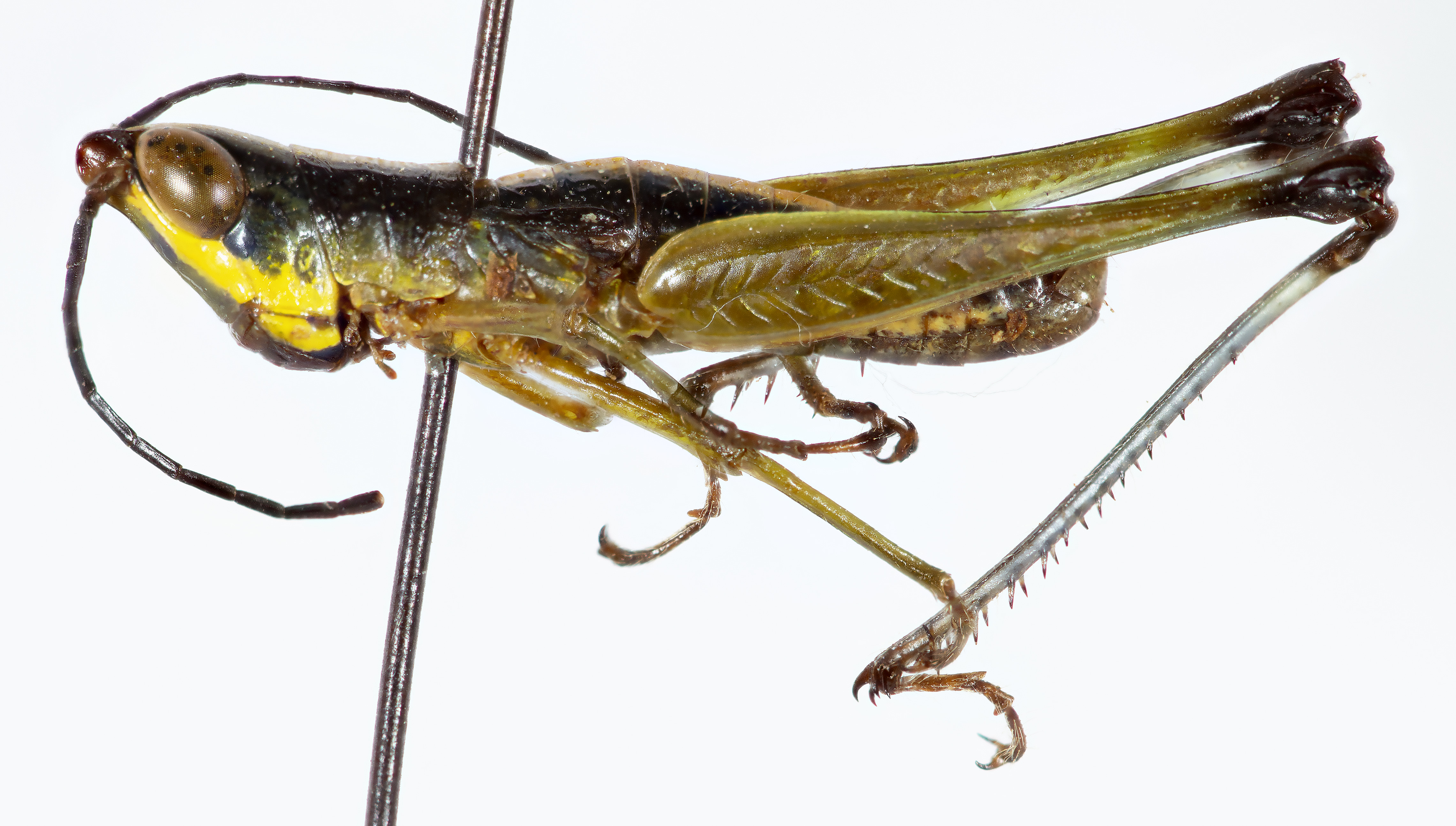 CollectionObject 1527194; 71bf64c5-1f5c-45a3-b520-314e3670324e: male, lateral view (holotype). (CollectionObject).