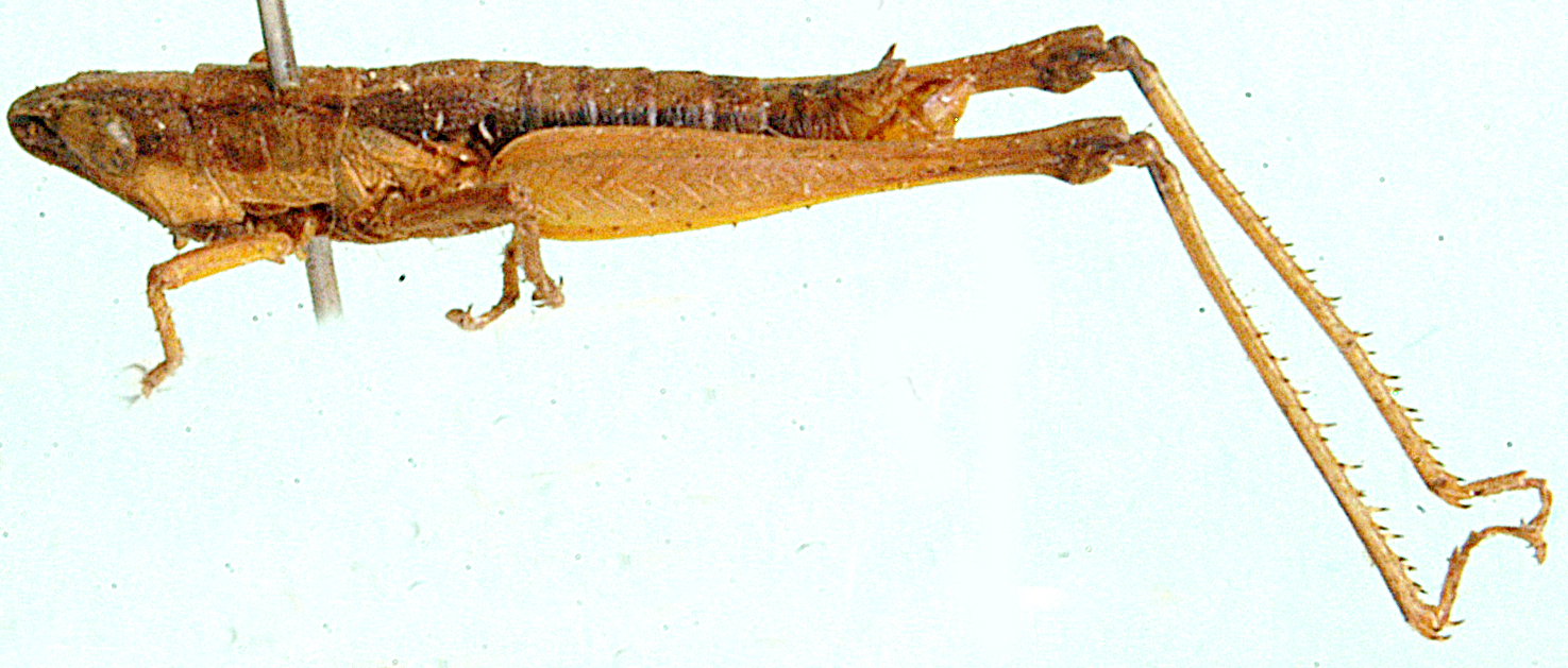 Chokwea malawii Jago, 1983: male, lateral view. (Otu).