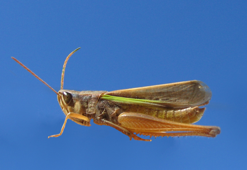 Cocytotettix argentina (Bruner, 1900): male. (Otu).