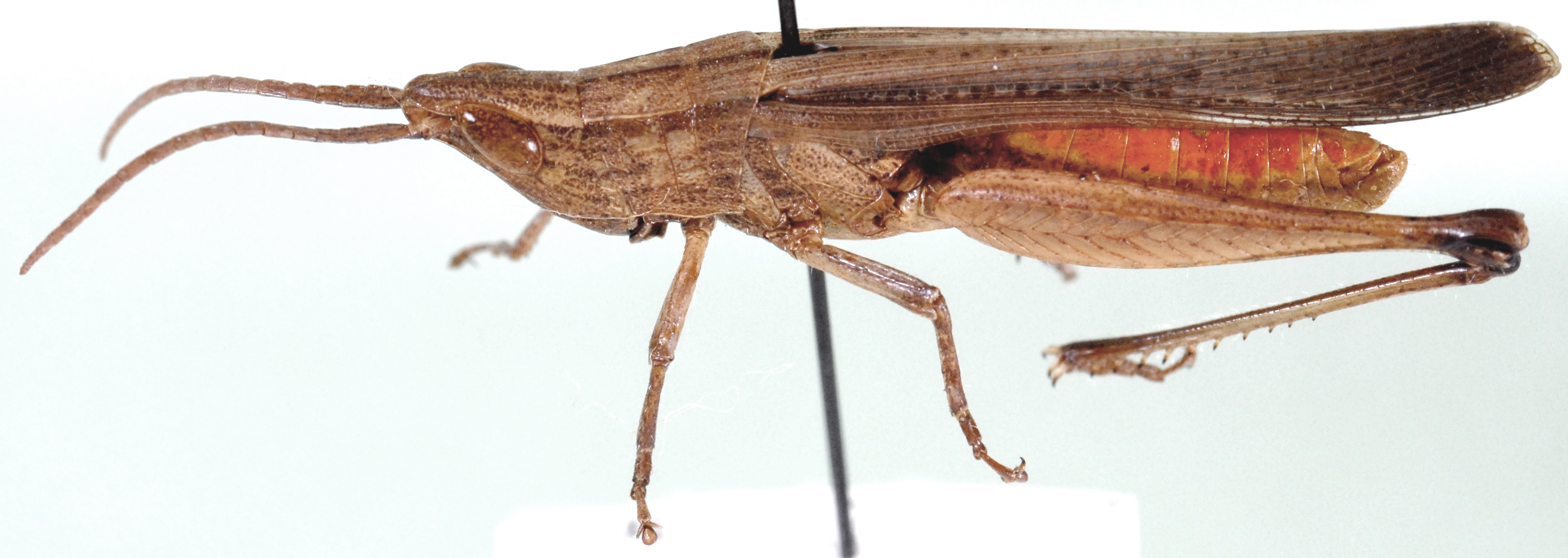Cohembia acuta Uvarov, 1953: lateral view. (Otu).