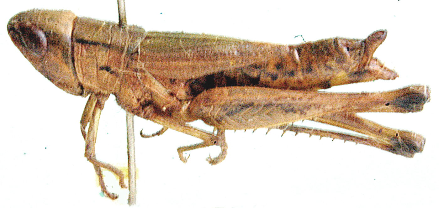 Coryphosima vumbaensis Miller, 1949: female, lateral view. (Otu).
