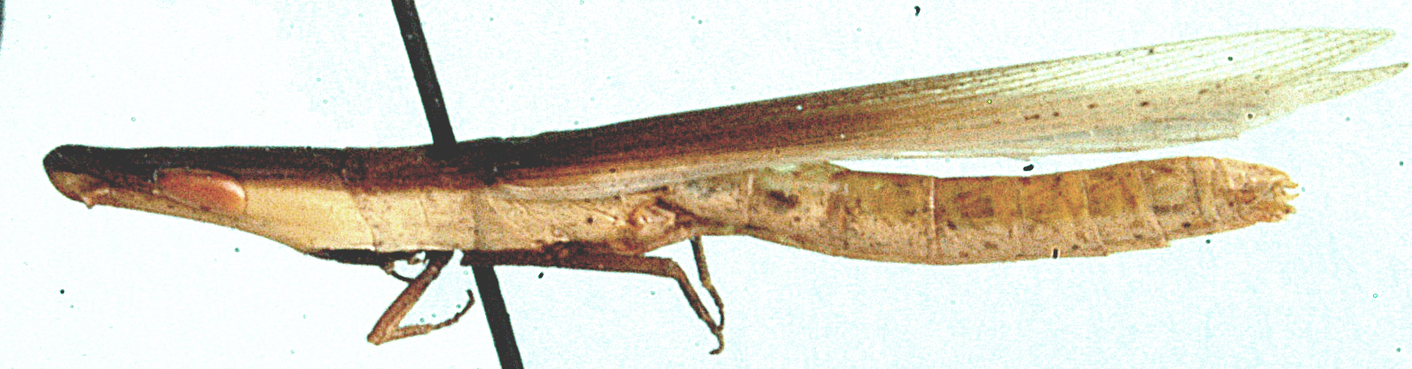 Culmulus stramineus Uvarov, 1953: female, lateral view. (Otu).