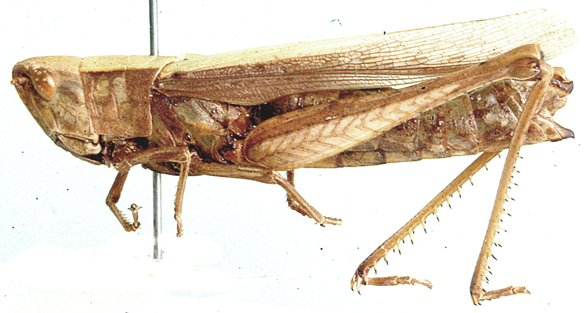 Duronia chloronota curta Uvarov, 1953: female, lateral view. (Otu).