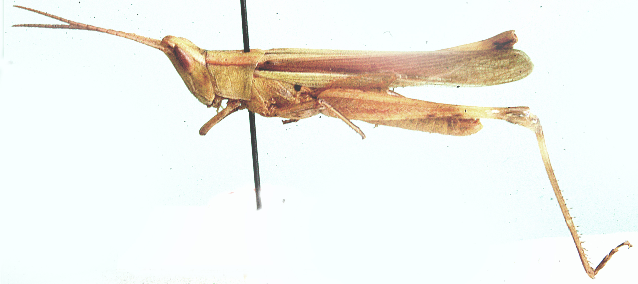 Euprepoptera polychroma Uvarov, 1953: lateral view. (Otu).