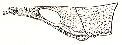 Euthynous coerulescens Stål, 1877: Fig. 11. male head and pronotum. (Otu).