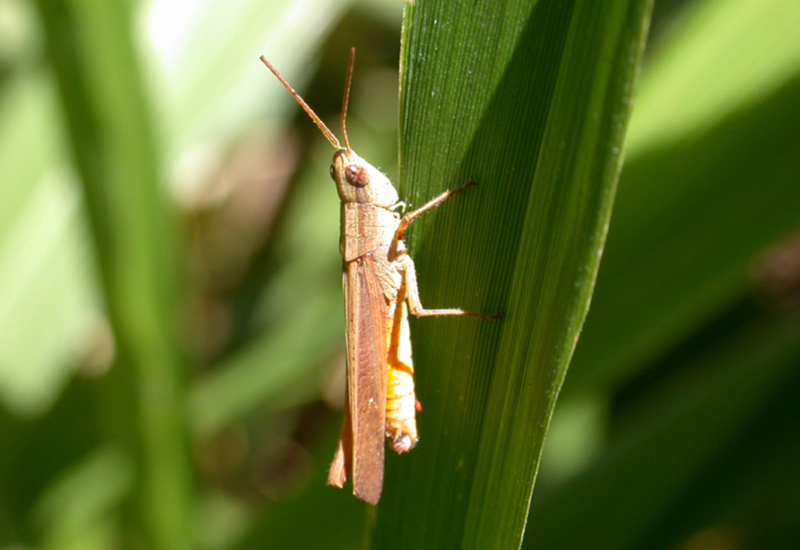 Eutryxalis filata (Walker, 1870): male. (Otu).
