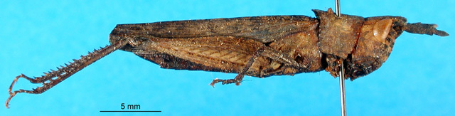 CollectionObject 1501349; 94cdd2a4-008a-4d61-803d-1303d281da27, MfN 5531: female, lateral view (syntype). (CollectionObject).