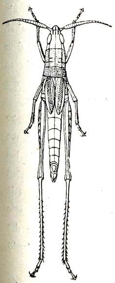 Lobopoma ambages Karsch, 1896: Fig. 5. female, dorsal view (body length 45 mm). (Otu).