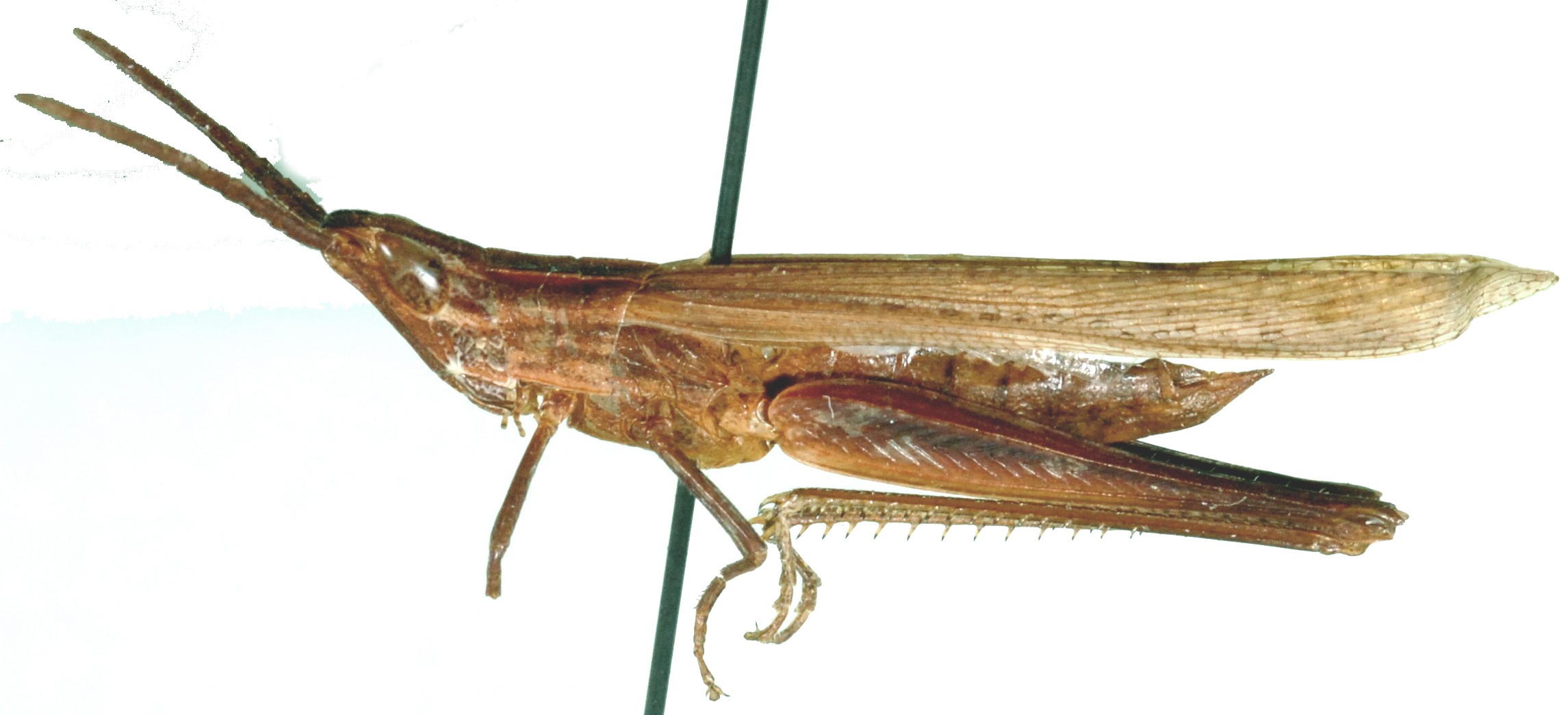 Machaeridia bilineata Stål, 1873: male, lateral view. (Otu).