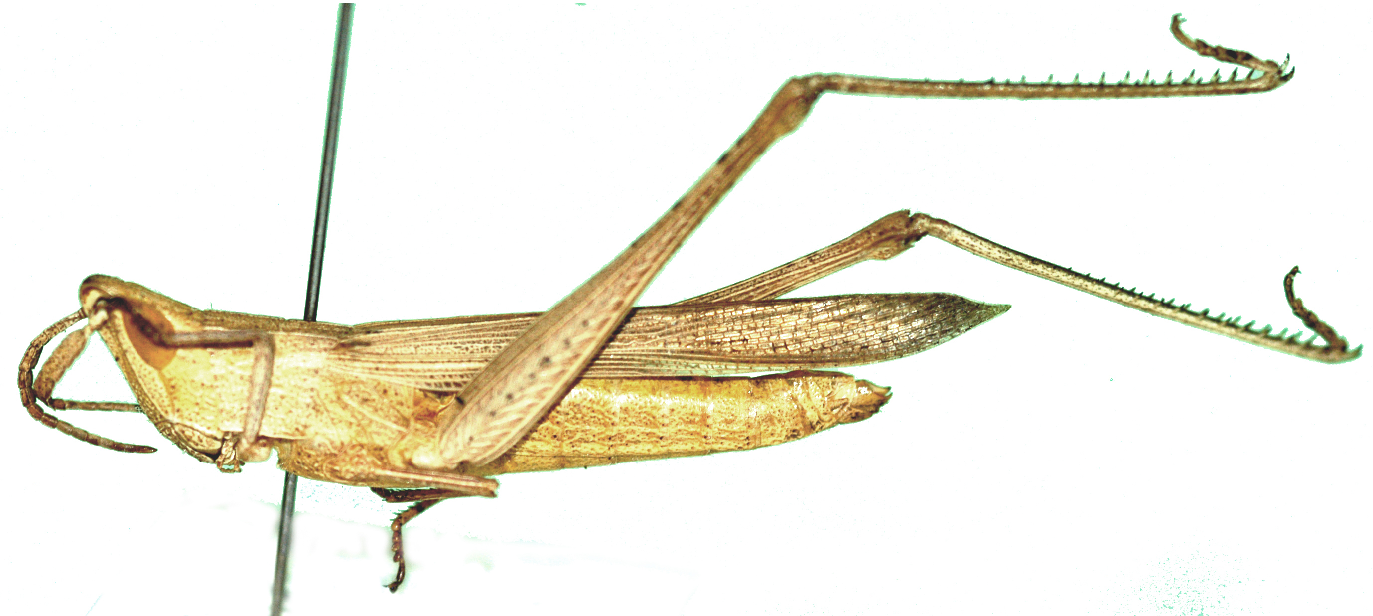 Machaeridia conspersa Bolívar, 1889: female, lateral view. (Otu).