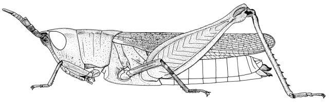 Ocnocerus diabolicus Karsch, 1893: Page 183, Figure 6. female. (Otu).
