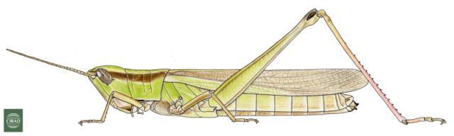 Orthochtha ampla (Sjöstedt, 1932): Page 191, Figure 1. female. (Otu).