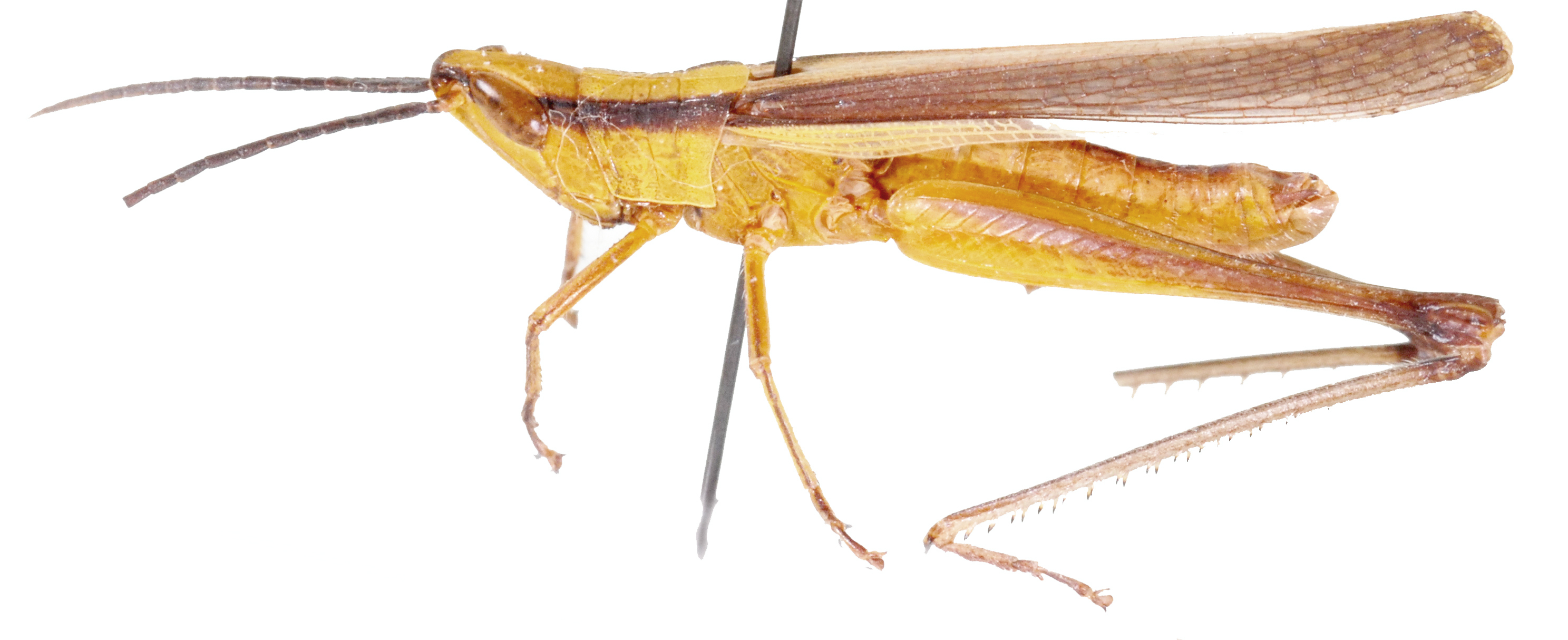 Orthochtha dimorphipes Uvarov, 1953: male, lateral view. (Otu).