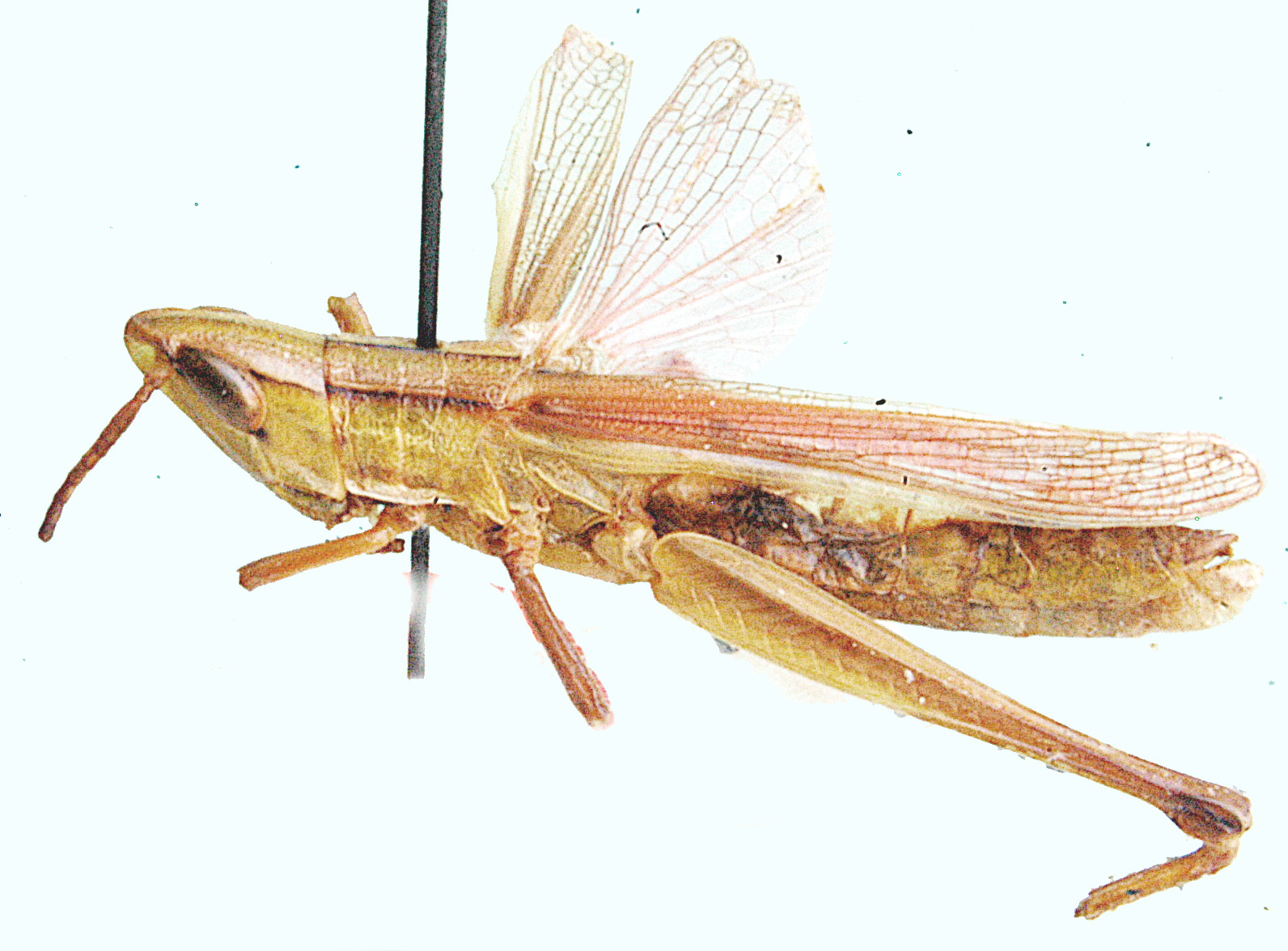 Orthochtha nadiae Popov & Fishpool, 1992: dorso-lateral view. (Otu).