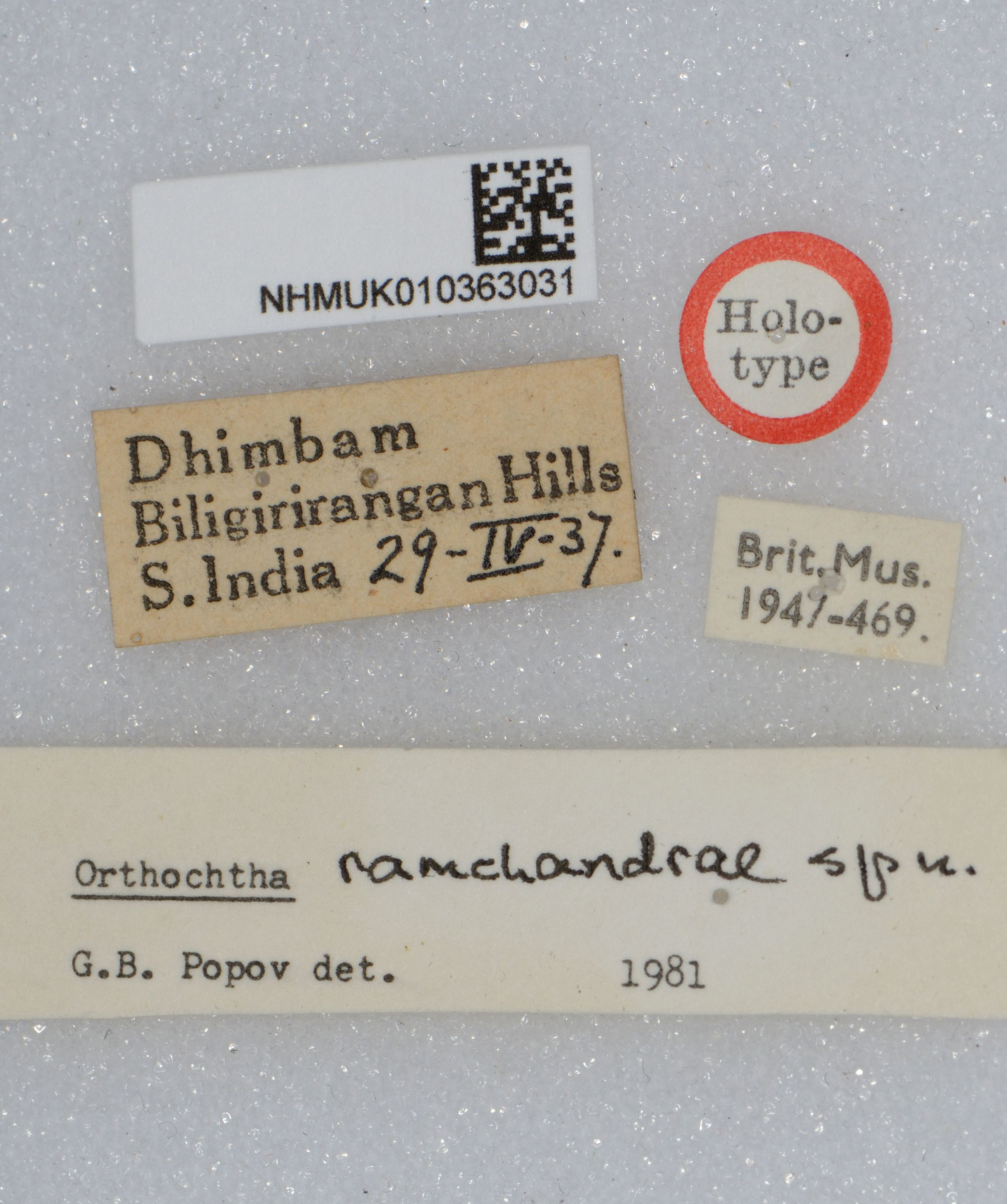 CollectionObject 1519258; 0f5f3025-7771-45ce-ab98-dcfdc75fa3c4: labels (holotype). (CollectionObject).