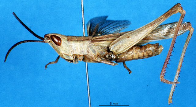 CollectionObject 1543091; 3f6055ff-6054-4d39-af26-b806237cdd5f: male, lateral view (holotype). (CollectionObject).