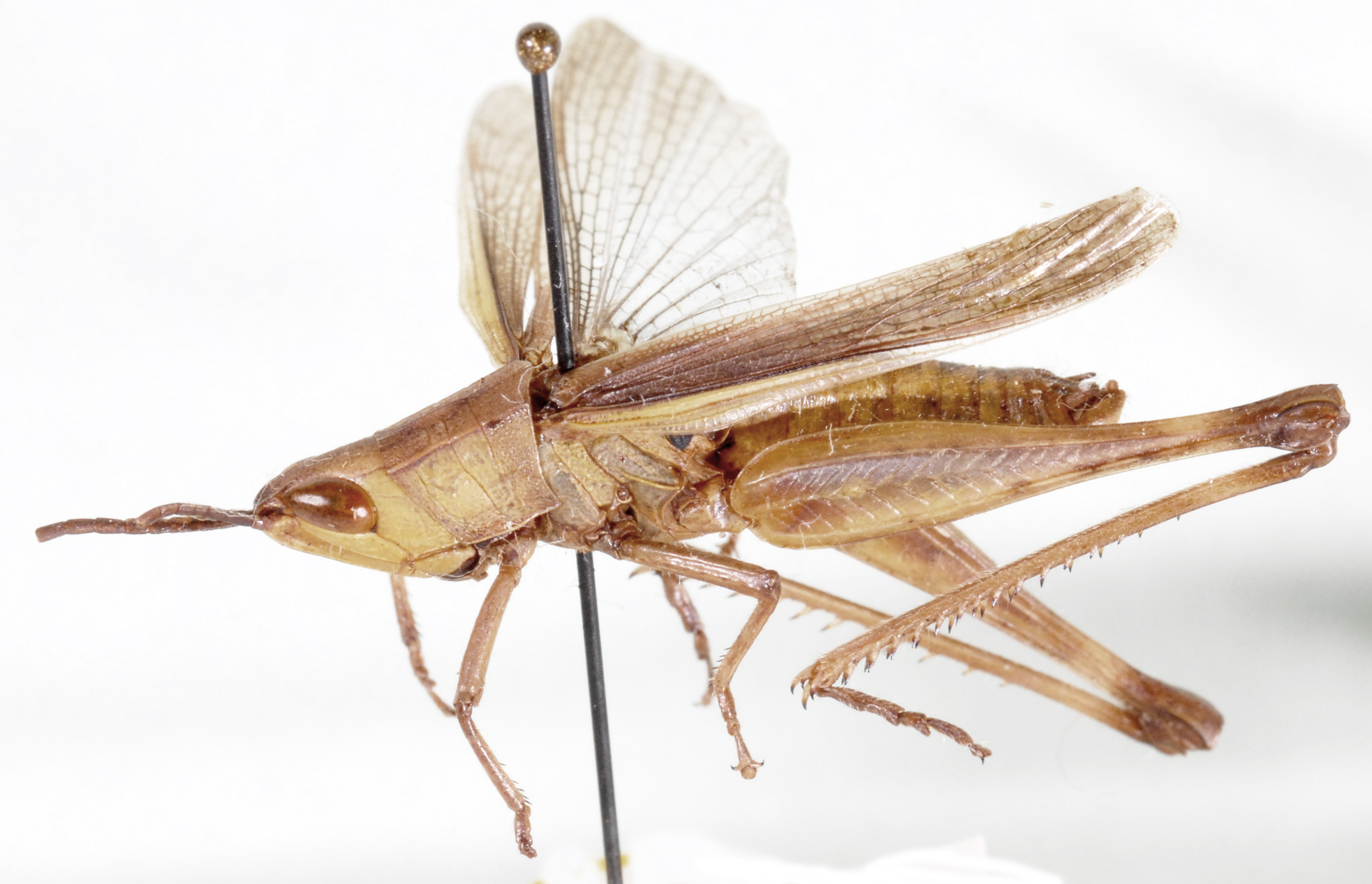 Orthochtha zuluensis Popov & Fishpool, 1992: dorso-lateral view. (Otu).