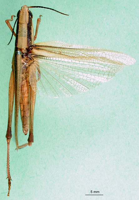 CollectionObject 1501376; bf9de1a6-9855-4d0d-b338-f45be74aec21: female, dorsal view (lectotype). (CollectionObject).
