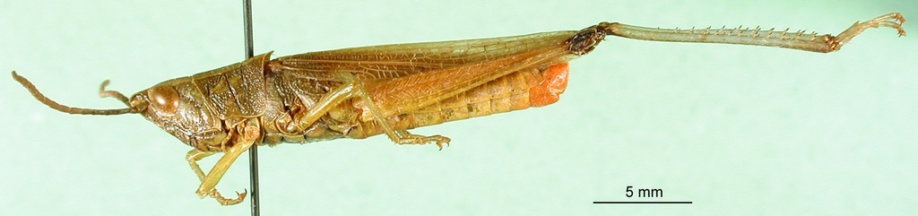 CollectionObject 1501385; 9772a2fd-9def-44a3-acd8-1c0cd6303d75: male, lateral view (holotype). (CollectionObject).