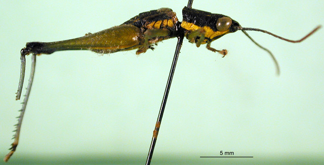 CollectionObject 1502568; a8833749-938d-4776-94b4-6a2135c4c494: male, lateral view (paratype). (CollectionObject).