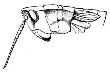 Paraphlaeoba platyceps Bolívar, 1902: Fig. 29. female, anterior portion of body (pronotum length 4.5 mm, tegmina 4.5 mm). (Otu).
