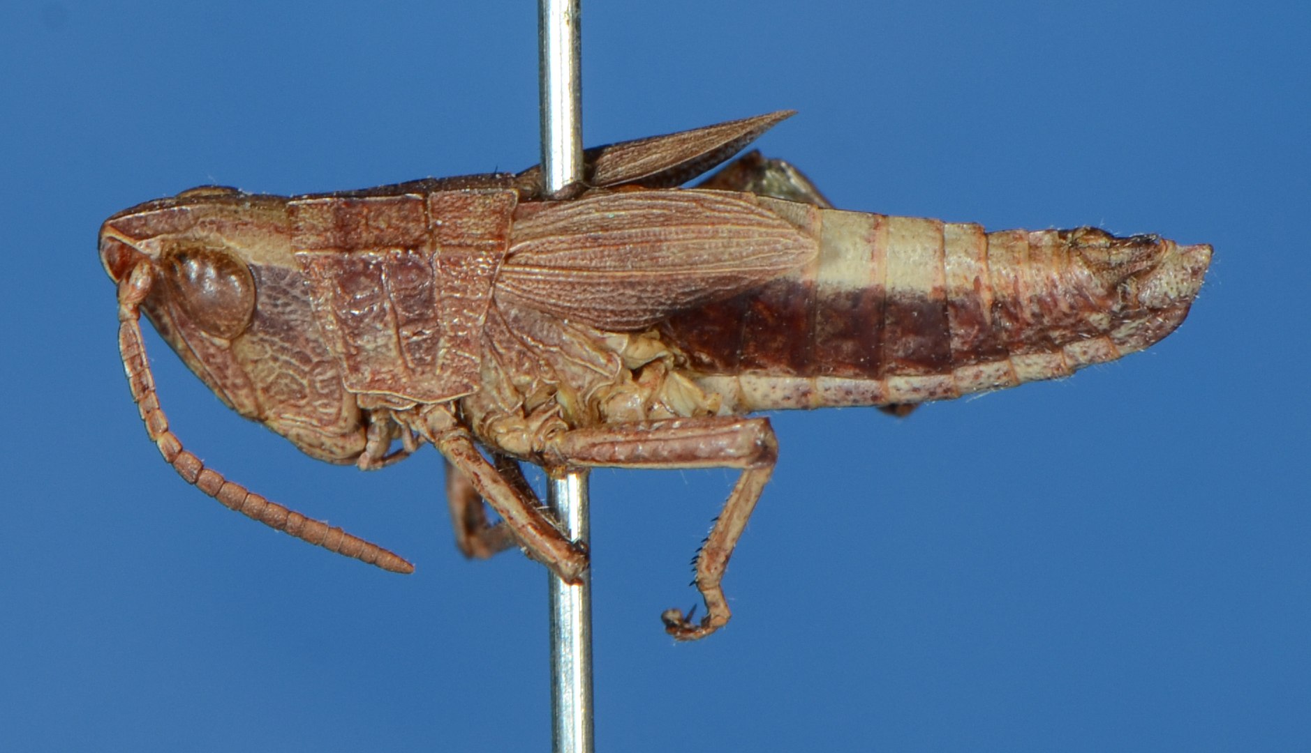 CollectionObject 1535747; 72322e70-2aa5-4277-82b7-5e1ba117d449: male, lateral view (holotype). (CollectionObject).