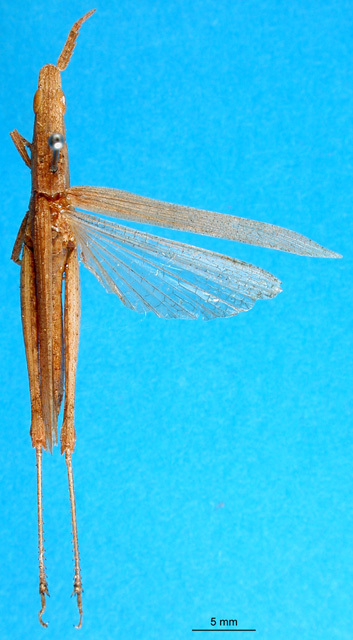 CollectionObject 1501392; 29e785f2-6964-4f2e-b42e-ad448eb15c42: female, dorsal view (holotype). (CollectionObject).