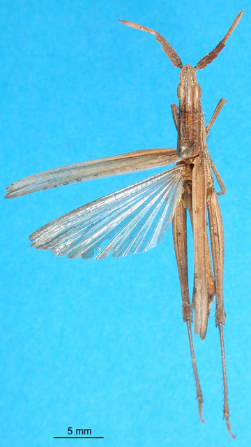 CollectionObject 1501393; 1e88d07b-b88a-4ac5-a500-d07f7ae7467b: male, dorsal view (syntype). (CollectionObject).