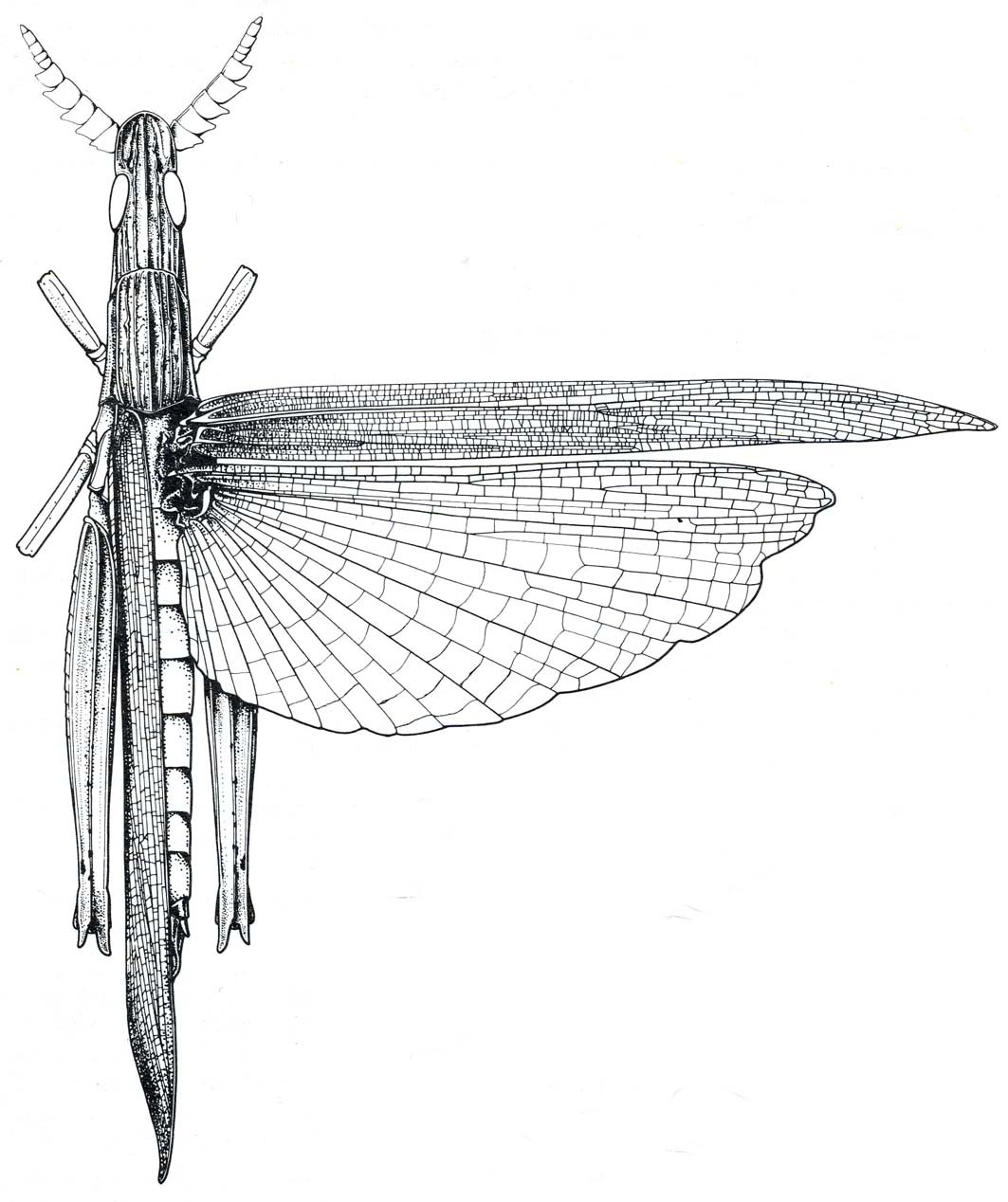Parga xanthoptera (Stål, 1855): Fig. 62. male, dorsal view. (Otu).