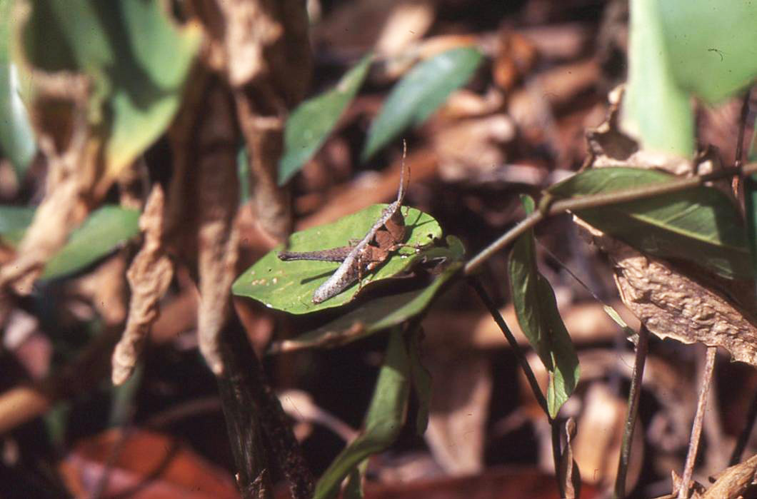 Parodontomelus arachniformis Jago, 1983: (Otu).