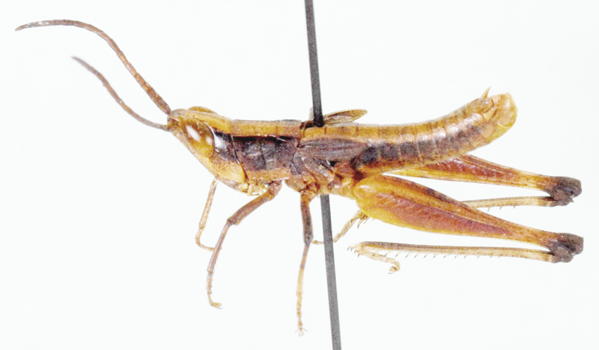 Parodontomelus brachypterus (Karny, 1917): male, lateral view. (Otu).