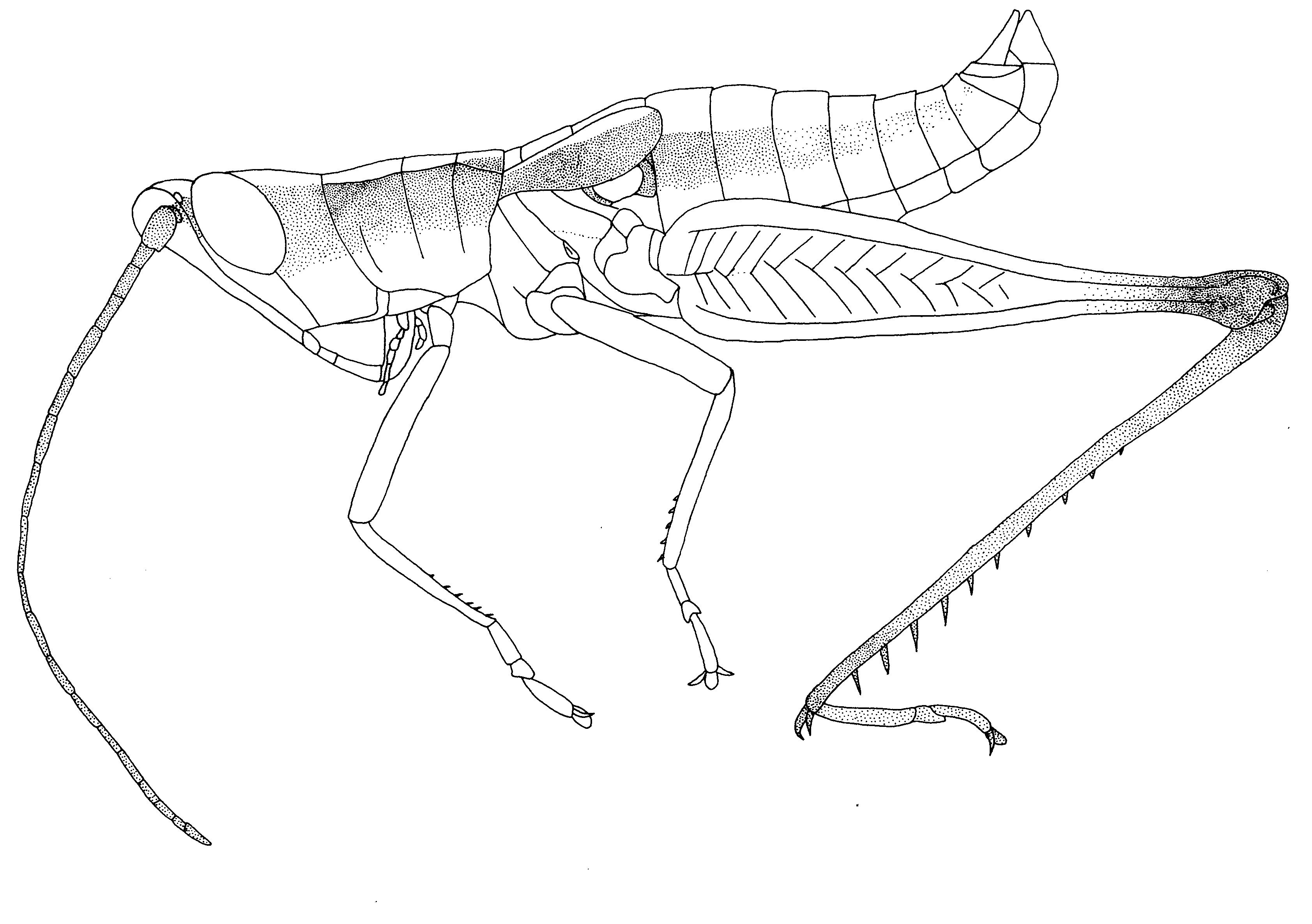 Parodontomelus luci Hochkirch, 1999: male holotype, lateral view. (Otu).