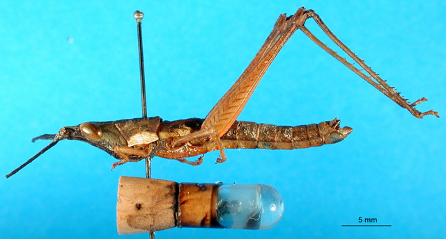 CollectionObject 1501399; 44982424-cedc-49cf-889d-89d07212d209: male, lateral view (holotype of Phryganomelus subtusminiatus). (CollectionObject).