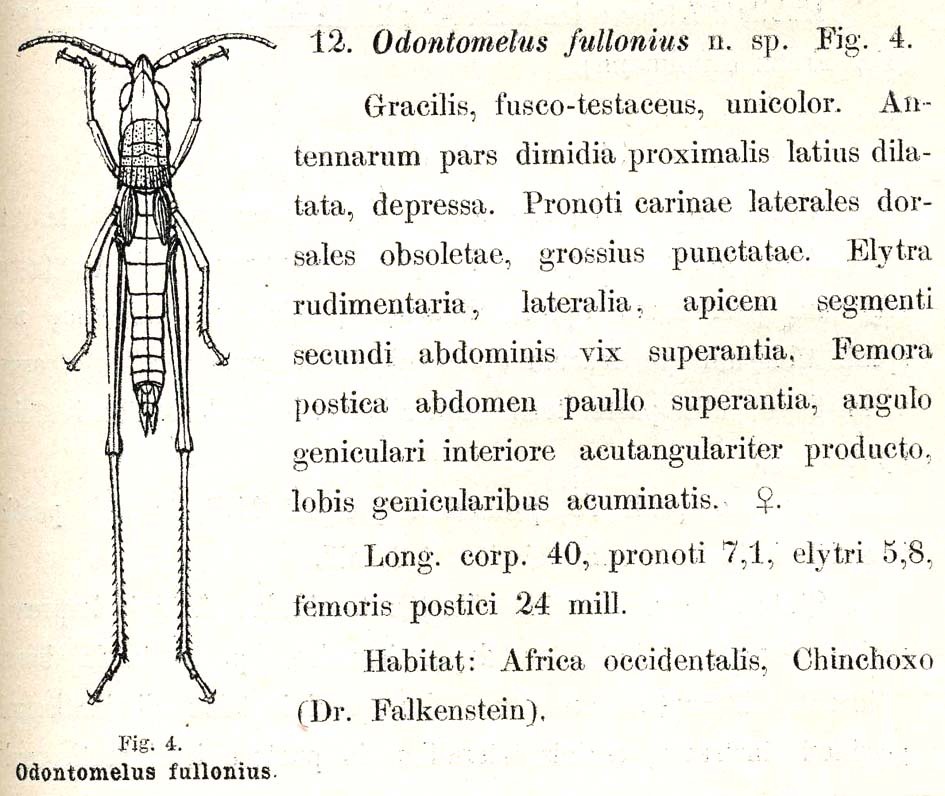Phryganomelus fullonius (Karsch, 1896): p. 251. original description. (Otu).
