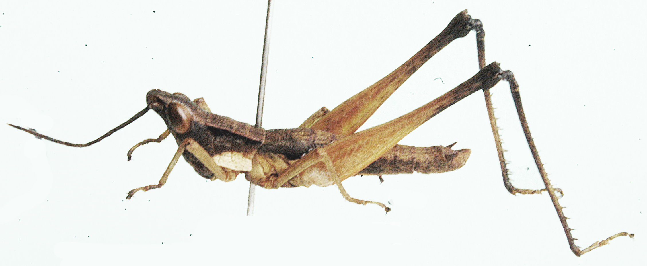 Phryganomelus romi (Bolívar, 1908): male, lateral view. (Otu).