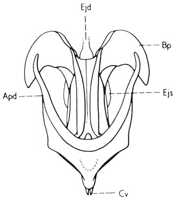 Plagiacris bimaculata Sjöstedt, 1931: Fig. 74.2. phallic complex, dorsal view (membrane and epiphallus removed). (Otu).