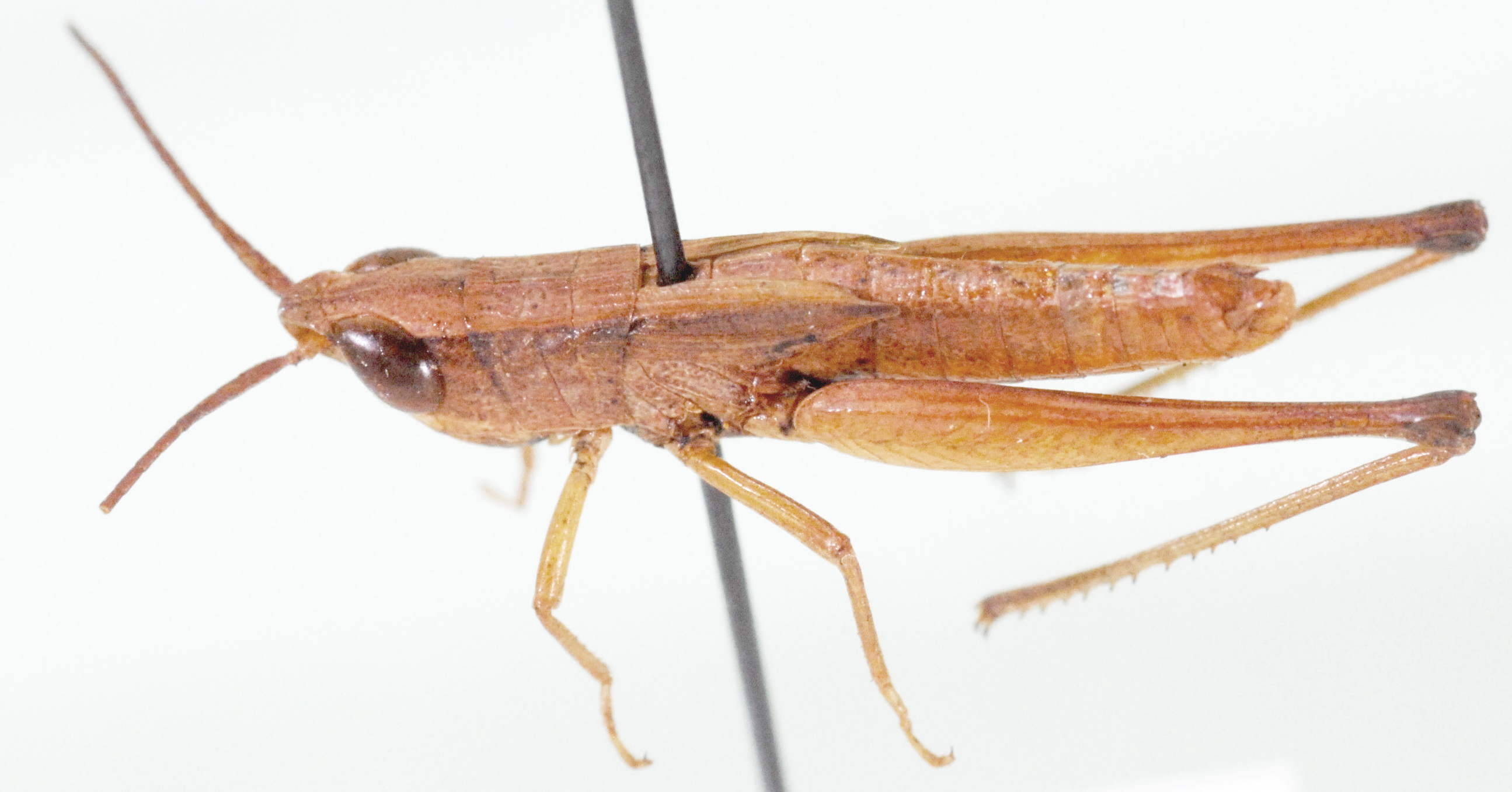 Rhabdoplea angusticornis Uvarov, 1953: male, lateral view. (Otu).