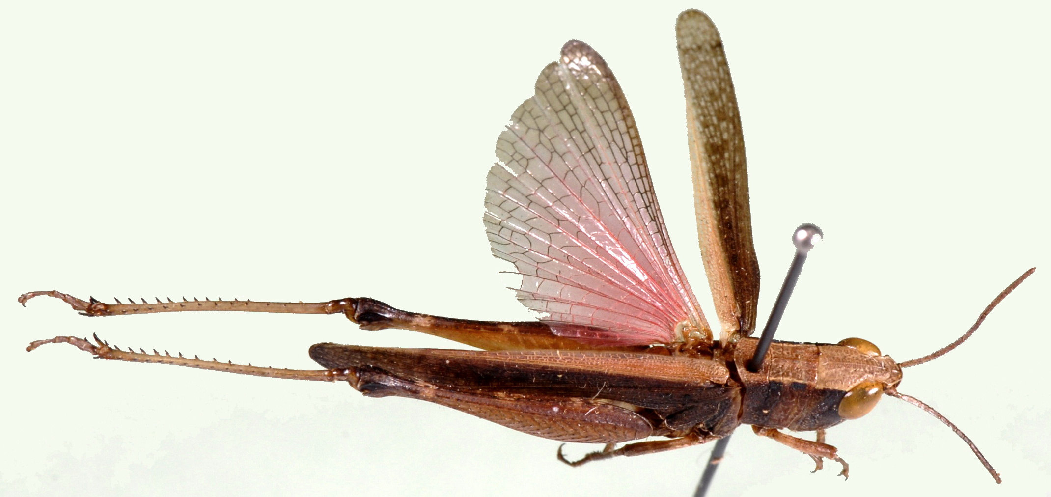 Sumba callosa (Uvarov, 1953): dorsal view. (Otu).