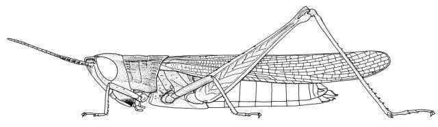 Rhabdoplea munda Karsch, 1893: Page 185, Figure 1. female habitus. (Otu).