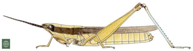 Sherifuria haningtoni Uvarov, 1926: Page 187, Figure 5. Female. (Otu).